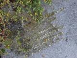 image of grave number 908528
